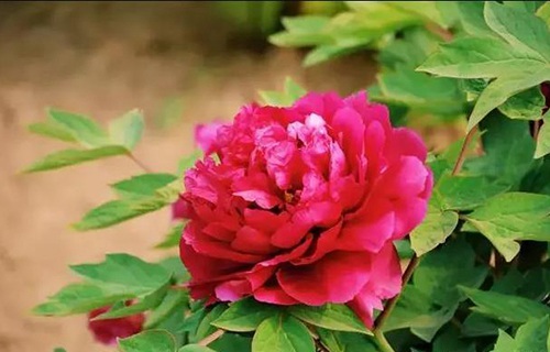 菏澤醫(yī)學(xué)?？茖W(xué)校