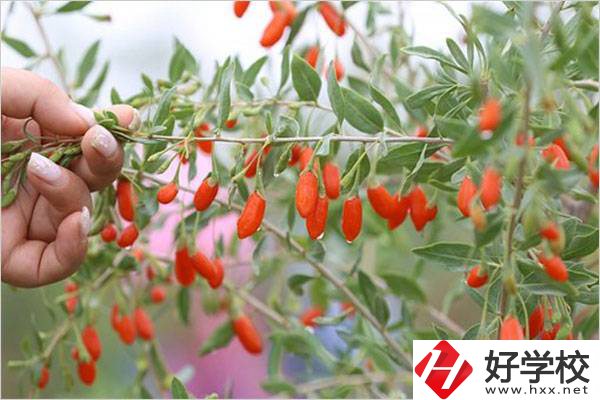 在湘西學(xué)中草藥栽培怎么樣？開(kāi)設(shè)此專(zhuān)業(yè)的學(xué)校有哪些？