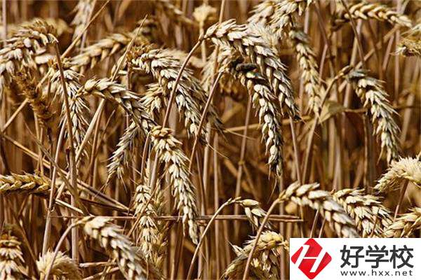岳陽最好的中專是哪一所？學(xué)校推薦學(xué)習(xí)哪些專業(yè)？